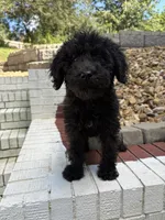 Gunnie, a male Goldendoodle for sale in Wilkesboro, NC – 3 of 7