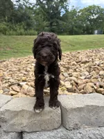 Dora, a female Goldendoodle for sale in Wilkesboro, NC – 2 of 2