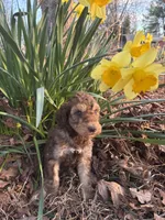 Blitz, a male Poodle - Standard  for sale in Wilkesboro, NC – Photo 2 of 2