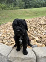 Ally, a female Goldendoodle for sale in Wilkesboro, NC – 2 of 2