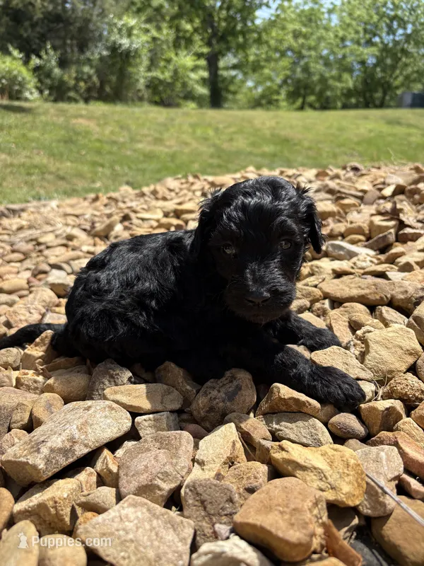 Sonny – Goldendoodle puppy on hold in Wilkesboro, NC