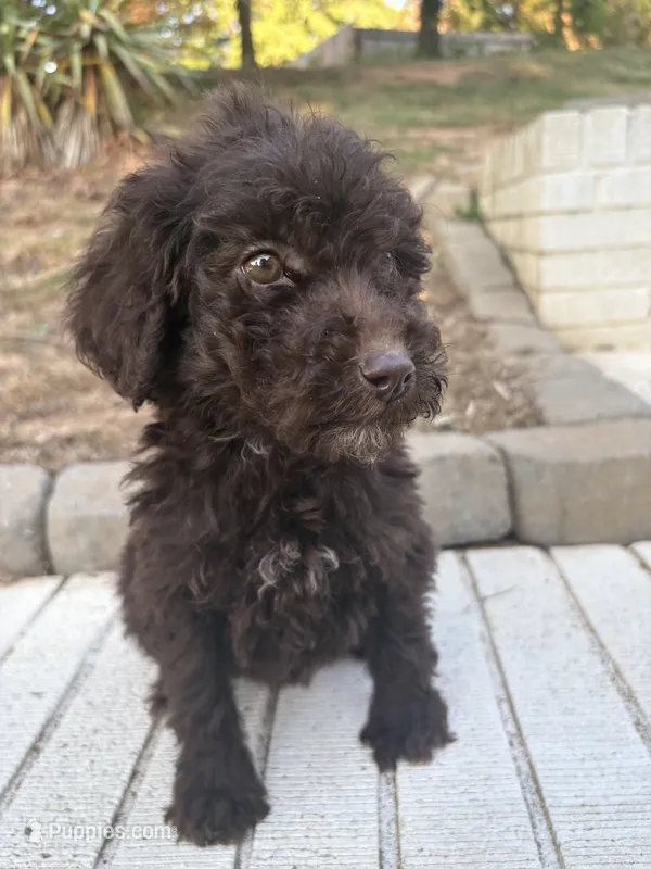 Minnie – Goldendoodle puppy for sale in Wilkesboro, NC
