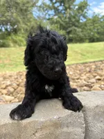 Boots, a male Goldendoodle for sale in Wilkesboro, NC – 1 of 2