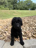 Kirby, a male Goldendoodle for sale in Wilkesboro, NC – 3 of 3