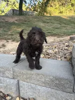Olive, a female Goldendoodle for sale in Wilkesboro, NC – 6 of 7