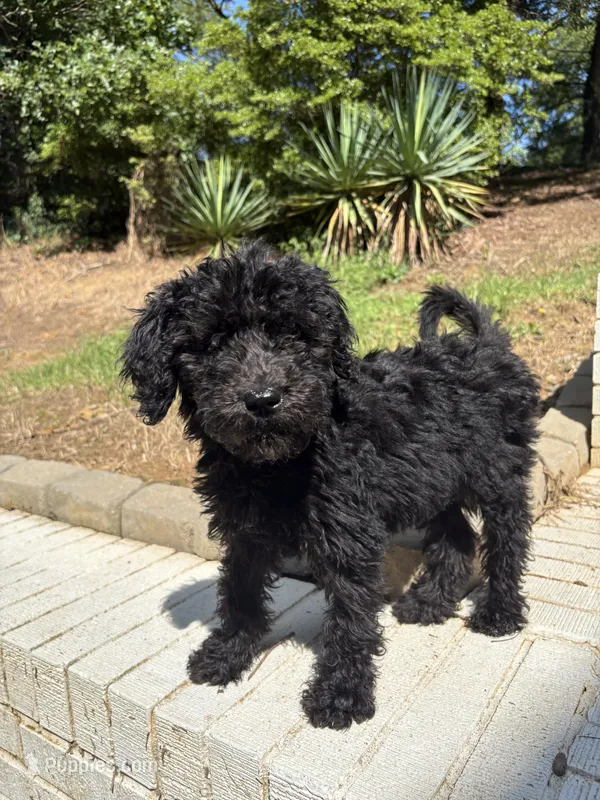 Gunnie – Goldendoodle puppy for sale in Wilkesboro, NC