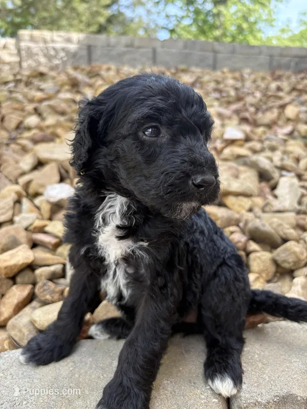 Cher – Goldendoodle puppy on hold in Wilkesboro, NC