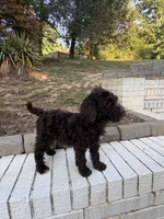 Olive, a female Goldendoodle for sale in Wilkesboro, NC – 2 of 7