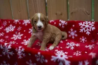 Oliver, a male Goldendoodle for sale in Norfolk, VA – 2 of 3