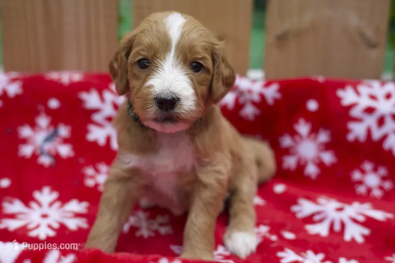 Oliver – Goldendoodle puppy for sale in Norfolk, VA