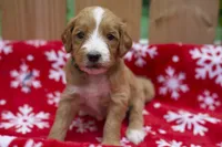 Oliver, a male Goldendoodle for sale in Norfolk, VA – 1 of 3
