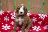 Gamora, a male Goldendoodle for sale in Norfolk, VA – 1 of 5