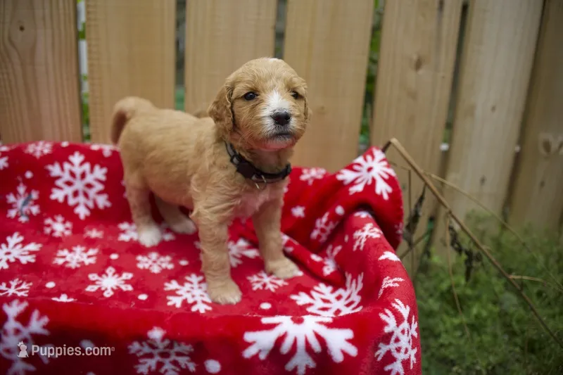 Ebony – Goldendoodle puppy for sale in Norfolk, VA