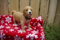 Ebony, a male Goldendoodle for sale in Norfolk, VA – 1 of 3