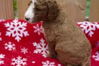 Gamora, a male Goldendoodle for sale in Norfolk, VA – 3 of 5