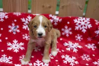 Oliver, a male Goldendoodle for sale in Norfolk, VA – 3 of 3