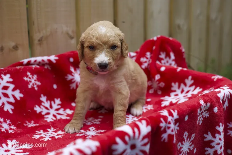 Doug – Goldendoodle puppy for sale in Norfolk, VA