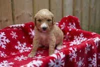 Doug, a male Goldendoodle for sale in Norfolk, VA – 1 of 3