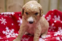 Doug, a male Goldendoodle for sale in Norfolk, VA – 3 of 3