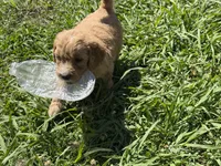 Ebony, a male Goldendoodle for sale in Norfolk, VA – 2 of 3