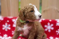 Gamora, a male Goldendoodle for sale in Norfolk, VA – 2 of 5