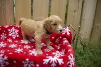 Ebony, a male Goldendoodle for sale in Norfolk, VA – 3 of 3