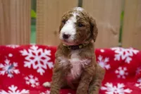 Gamora, a male Goldendoodle for sale in Norfolk, VA – 5 of 5