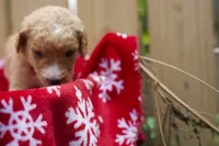 Doug, a male Goldendoodle for sale in Norfolk, VA – 2 of 3
