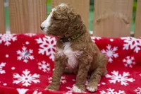 Gamora, a male Goldendoodle for sale in Norfolk, VA – 4 of 5