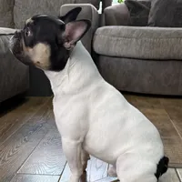 Osiris, a male French Bulldog for sale in Commerce City, CO – Photo 4 of 10