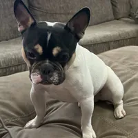 Osiris, a male French Bulldog for sale in Commerce City, CO – Photo 5 of 10