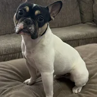 Osiris, a male French Bulldog for sale in Commerce City, CO – Photo 8 of 10