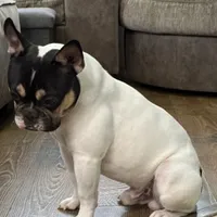 Osiris, a male French Bulldog for sale in Commerce City, CO – Photo 3 of 10