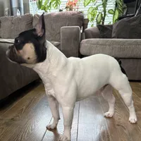 Osiris, a male French Bulldog for sale in Commerce City, CO – Photo 9 of 10