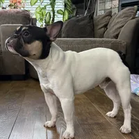 Osiris, a male French Bulldog for sale in Commerce City, CO – Photo 7 of 10