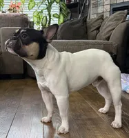 processed/c470e2f8-7e03-422d-9ceb-266b066afacc/listing/3c462451-b625-4d65-9beb-1fd80be2b0c3/439641a2-bb5a-4b52-9c33-99c23833c6ed