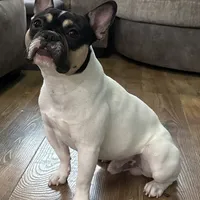 Osiris, a male French Bulldog for sale in Commerce City, CO – Photo 1 of 10