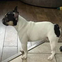 Osiris, a male French Bulldog for sale in Commerce City, CO – Photo 10 of 10