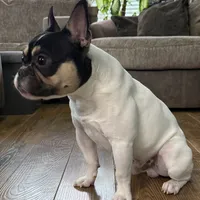 Osiris, a male French Bulldog for sale in Commerce City, CO – Photo 6 of 10