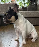 processed/c470e2f8-7e03-422d-9ceb-266b066afacc/listing/3c462451-b625-4d65-9beb-1fd80be2b0c3/cd2a7dca-39ce-482c-b85f-8e87cd1934c7