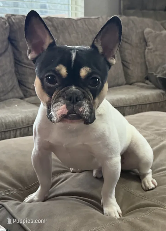 Osiris – French Bulldog puppy for sale in Commerce City, CO