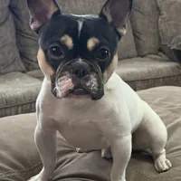 Osiris, a male French Bulldog for sale in Commerce City, CO – Photo 2 of 10