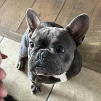 Zenna, a female French Bulldog for sale in Commerce City, CO – Photo 3 of 8