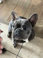 Zenna, a female French Bulldog for sale in Commerce City, CO – Photo 3 of 8
