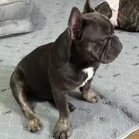 Zenna, a female French Bulldog for sale in Commerce City, CO – Photo 8 of 8