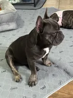 Zenna, a female French Bulldog for sale in Commerce City, CO – Photo 8 of 8
