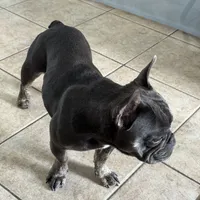 Zenna, a female French Bulldog for sale in Commerce City, CO – Photo 6 of 8