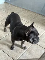 Zenna, a female French Bulldog for sale in Commerce City, CO – Photo 6 of 8