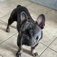 Zenna, a female French Bulldog for sale in Commerce City, CO – Photo 5 of 8