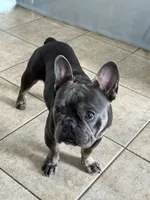 Zenna, a female French Bulldog for sale in Commerce City, CO – Photo 5 of 8